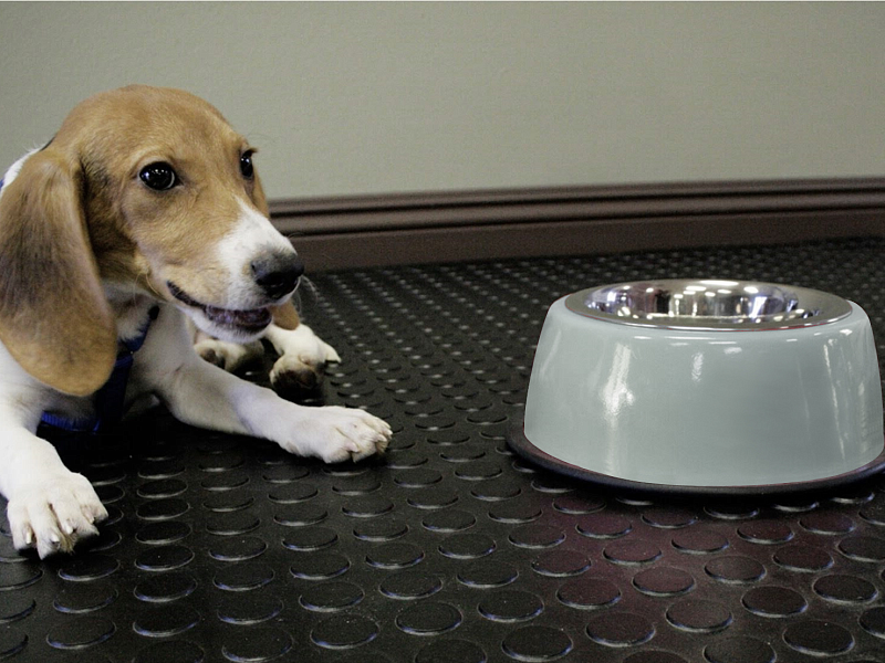 Рулонное противоскользящее покрытие в центрах содержания домашних животных Рулонное противоскользящее покрытие в центрах содержания домашних животных